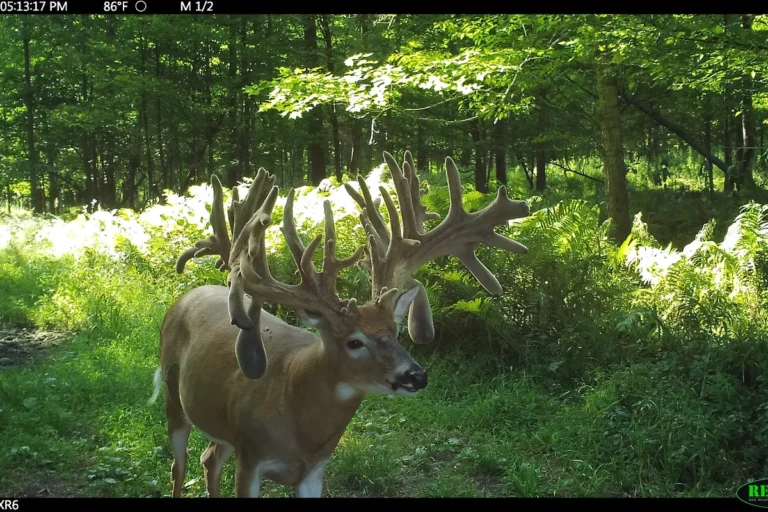 Biggest Bucks on Trail Camera Tips for Trophy Deer