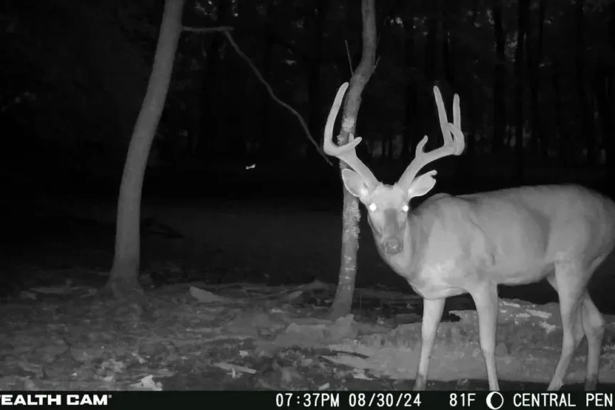 Trail camera mounted on a tree overlooking a deer trail in the woods