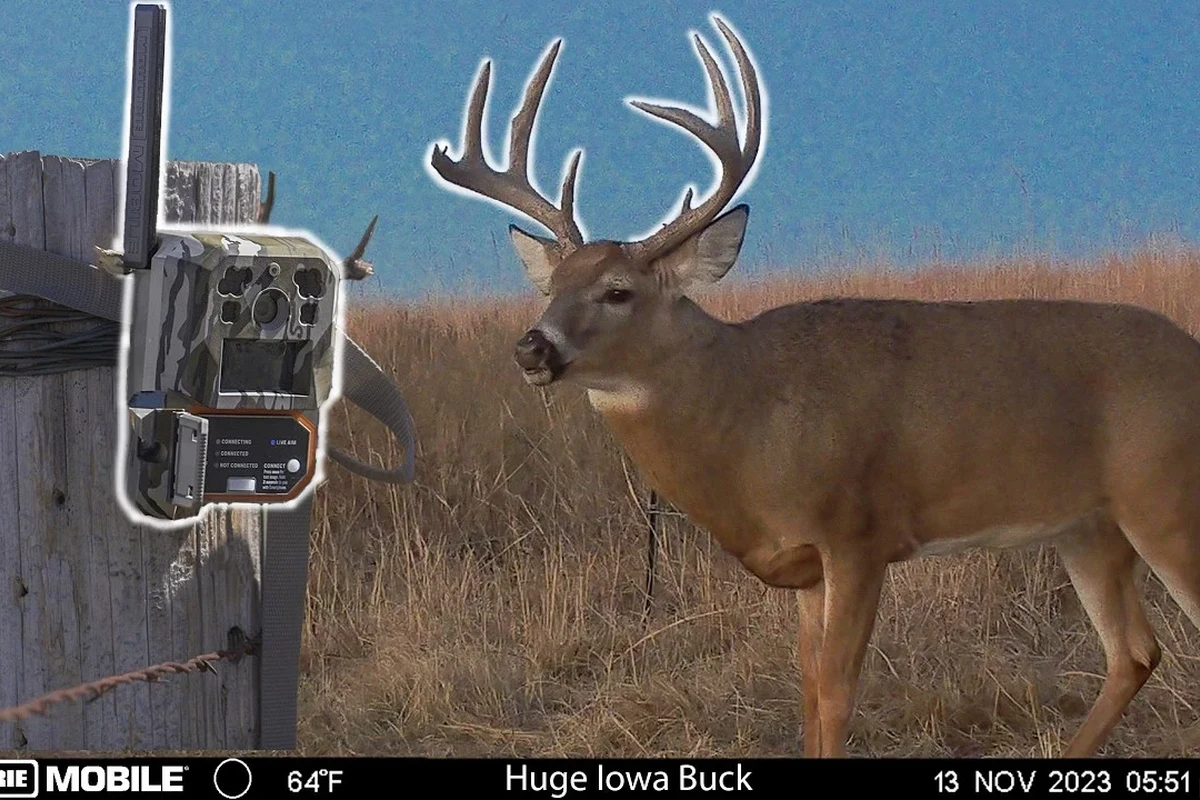 Trail camera mounted on a tree near a deer trail in a wooded hunting area