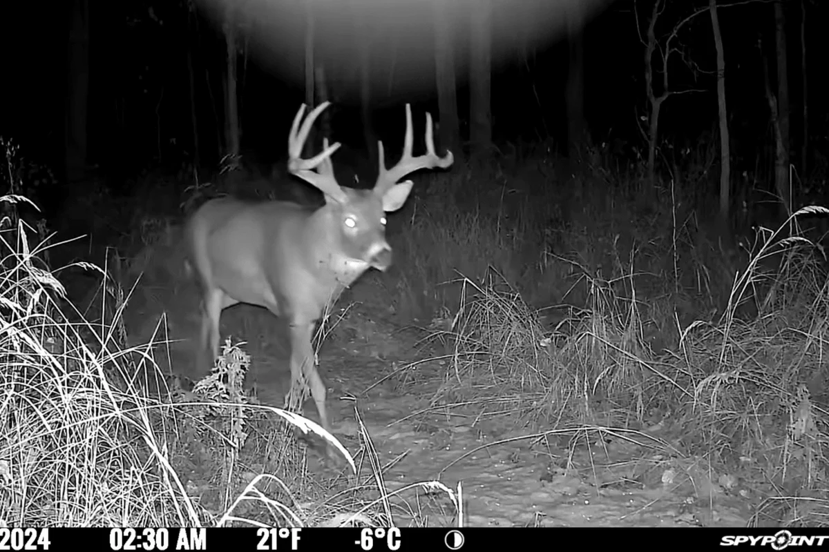 Trail camera mounted on a tree overlooking a deer trail in wooded habitat