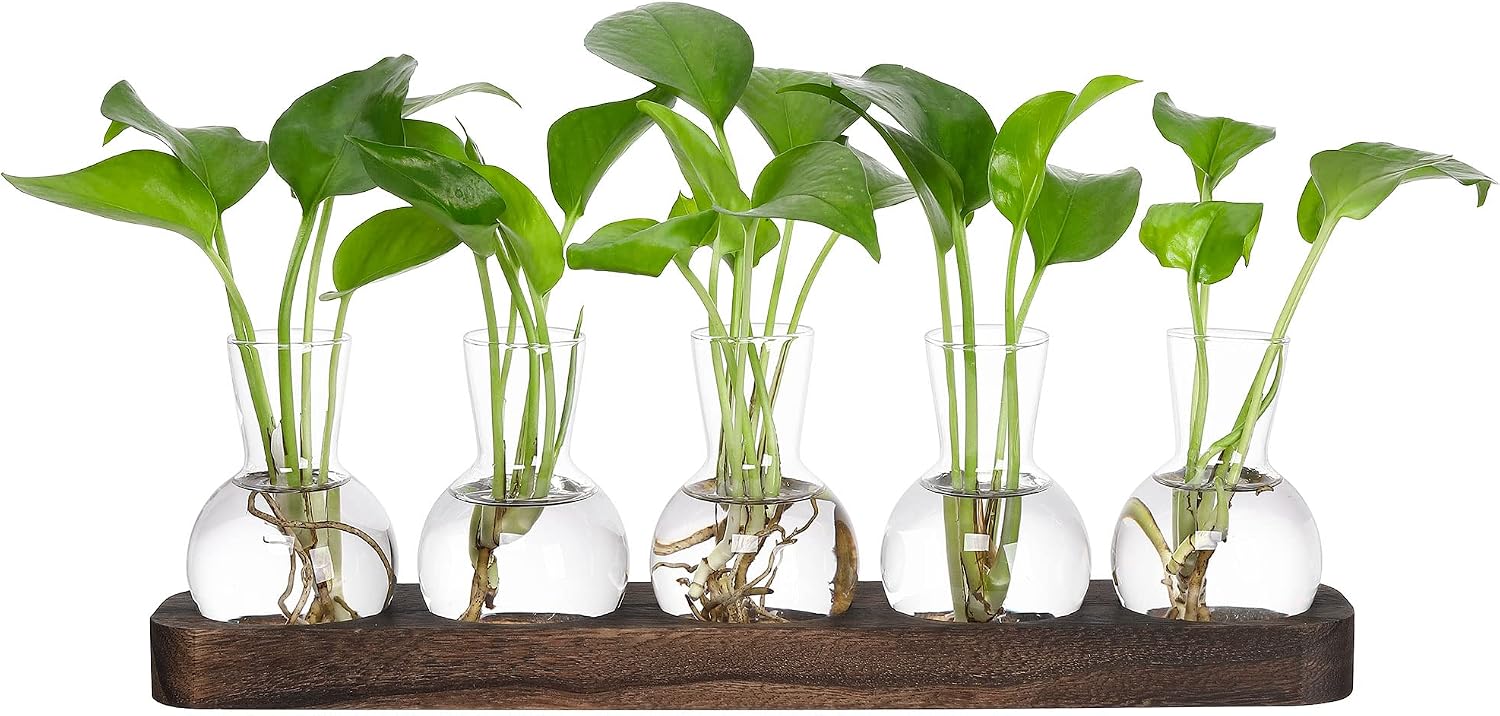YIBOT Propagation Vases with Wooden Tray and five glass terrariums