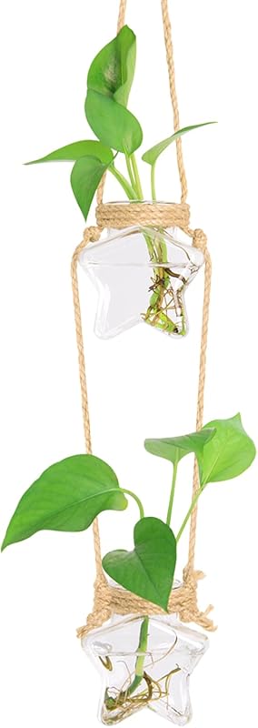 XXXFLOWER Wall Hanging Propagation Station with two-tier star glass vases